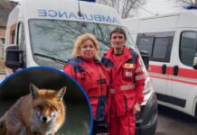 Дніпропетровщину атакують агресивні лисиці