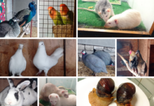 У Павлограді оголосили конкурс на найнезвичайнішу пару