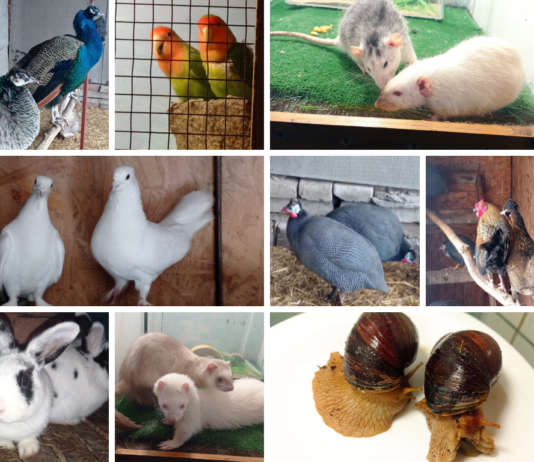 У Павлограді оголосили конкурс на найнезвичайнішу пару