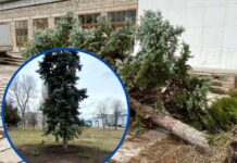 У Павлограді врятували ялинку-довгожительку
