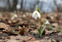 Весна з різним настроєм: якою буде погода у Павлограді на цьому тижні?