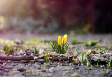 Павлоградців закликають не зривати рідкісні та червонокнижні рослини