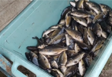 Рибалки запустили в річки Павлоградщини 1720 кг риби (ВІДЕО)