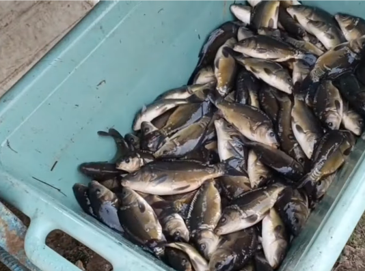 Рибалки запустили в річки Павлоградщини 1720 кг риби (ВІДЕО)