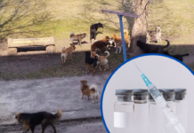 У Павлограді трапляються випадки укусів собак