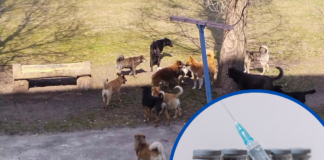 У Павлограді трапляються випадки укусів собак