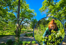 Оазис на районі: чому у Павлограді вдається відновлювати парк