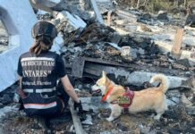 Кінологи з Павлограда взяли участь у пошукових роботах на Київщині