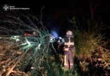 Внаслідок негоди у Павлограді впало дерево