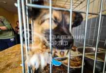 У Павлограді показали, як працює міський притулок для безхатніх тварин (ФОТО і ВІДЕО)