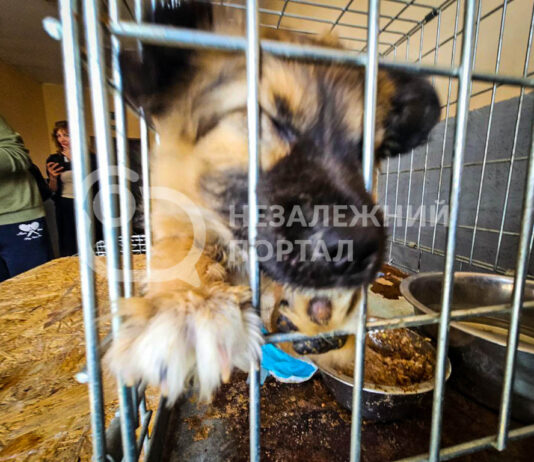 У Павлограді показали, як працює міський притулок для безхатніх тварин (ФОТО і ВІДЕО)