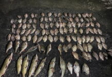 На Самарі порушник виловив риби на 220 тис. грн