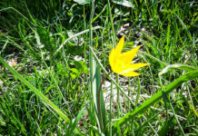 В одному з парків Павлограда помітили червонокнижні квіти