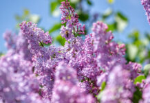 Якою буде погода в Павлограді на цьому тижні?