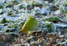 На Павлоград йде нова хвиля заморозків