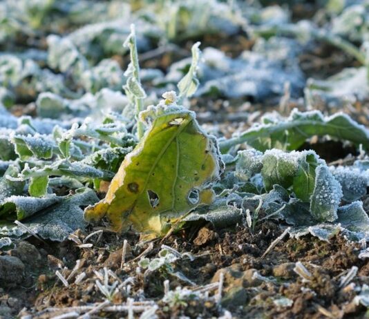 На Павлоград йде нова хвиля заморозків