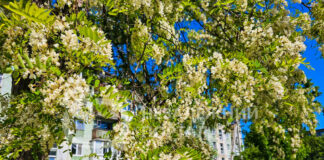 Акація у Павлограді зацвіла незвично рано (ВІДЕО)