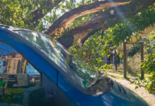 У Павлограді дерево впало на машину