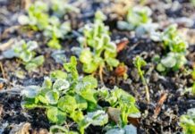 Через нічні заморозки у павлоградців сталася біда на городах