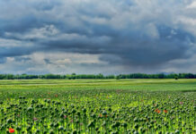 Що приготувала нам погода на цьому тижні?