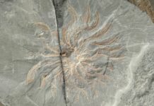 Шахтар знайшов сліди прадавньої істоти