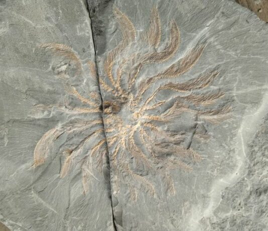 Шахтар знайшов сліди прадавньої істоти