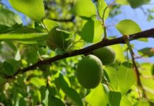 Абрикоси на місяць раніше: чи варто павлоградцям чекати на врожай?