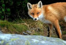 Стало відомо, які населені пункти Павлоградщини небезпечні через сказ тварин