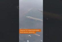 Вода у Вовчій дивного кольору, а риба шукає повітря: коментар експерта