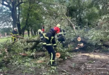 У Павлограді впало дерево та перекрило проїжджу частину