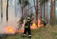 Павлоградські надзвичайники гасили лісові пожежі