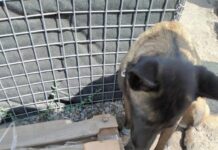 На блокпосту службовий собака виявив в автівці боєприпаси