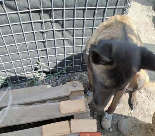 На блокпосту службовий собака виявив в автівці боєприпаси