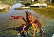 З 5 серпня на Дніпропетровщині буде заборонено ловити раків