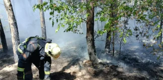 У Павлограді гасили лісову пожежу