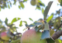 Якою буде погода у Павлограді в останній тиждень літа