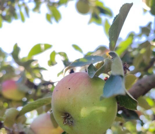 Якою буде погода у Павлограді в останній тиждень літа
