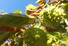 Якою буде погода у Павлограді у вересні?