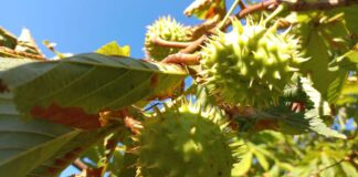 Якою буде погода у Павлограді у вересні?