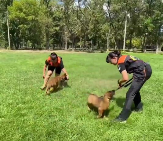 У Павлограді навчатимуть двох цуциків ― майбутніх пошуковців