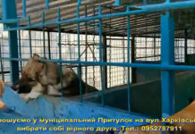 Павлоградців запрошують взяти друга з притулку (ВІДЕО)