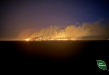 Близько 40 гектарів лісу горіло у Павлоградському лісництві