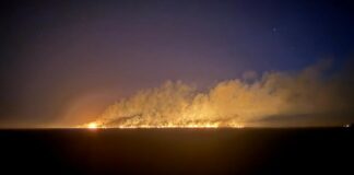 Близько 40 гектарів лісу горіло у Павлоградському лісництві