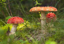 На Павлоградщині розпочався сезон «тихого полювання»