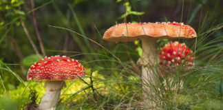 На Павлоградщині розпочався сезон «тихого полювання»