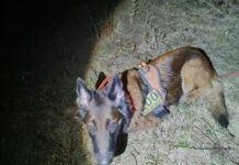 Пошукові собаки з Павлограда знайшли зниклу мешканку Першотравенська