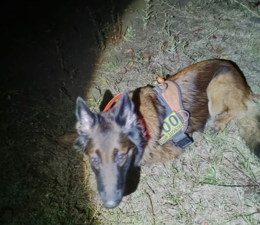 Пошукові собаки з Павлограда знайшли зниклу мешканку Першотравенська