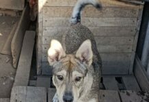 У Павлограді пес жив із пляшкою на голові тиждень