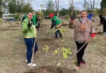 У Павлограді висадили сотню дерев