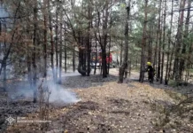 У Павлоградському районі ліквідували лісову пожежу